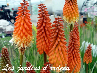 Kniphofia alcazar
(syn: tritoma)